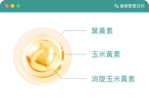 葉黃素、玉米黃素、消旋玉米黃素都屬於黃斑色素家族，它們都能吸收藍光、降低光損傷，但「位置」完全不同