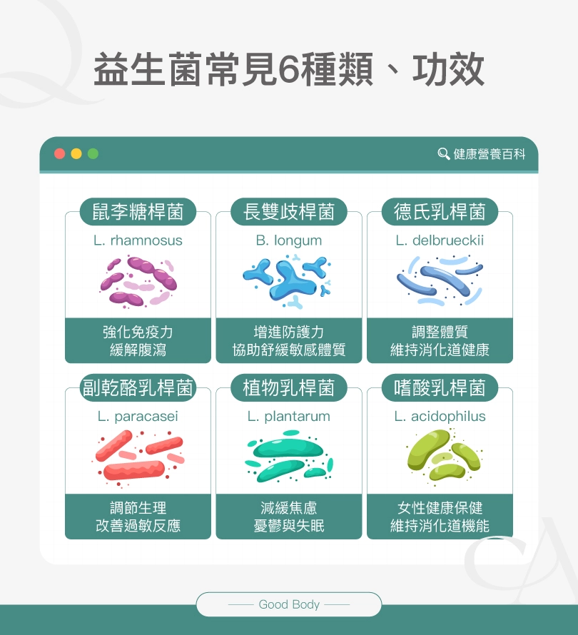 益生菌常見6種類與功效：鼠李糖桿菌（強化免疫力、緩解腹瀉）、長雙歧桿菌（增進防護力、舒緩敏感）、德氏乳桿菌（調整體質、維持消化道健康）、副乾酪乳桿菌（調節生理、改善過敏）、植物乳桿菌（減緩焦慮、助眠）、嗜酸乳桿菌（女性健康保健、維持消化功能）。