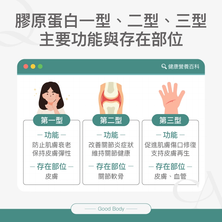 膠原蛋白一型、二型、三型主要功能與存在部位