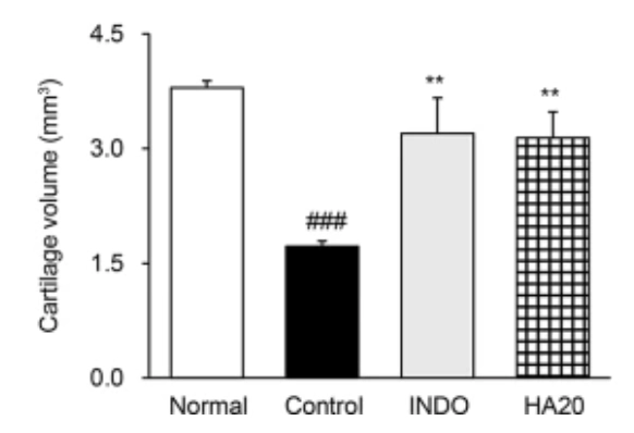 ▲實驗顯示,吃了玻尿酸以後,軟骨流失量減緩。這代表我們能夠保留比較多的軟骨,好好地減緩衝擊、保護關節。