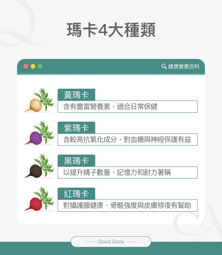 瑪卡4大種類介紹:黃瑪卡適合日常保健、紫瑪卡富含抗氧化成分、黑瑪卡有助提升精子數量與記憶力、紅瑪卡有助攝護腺與骨骼健康。